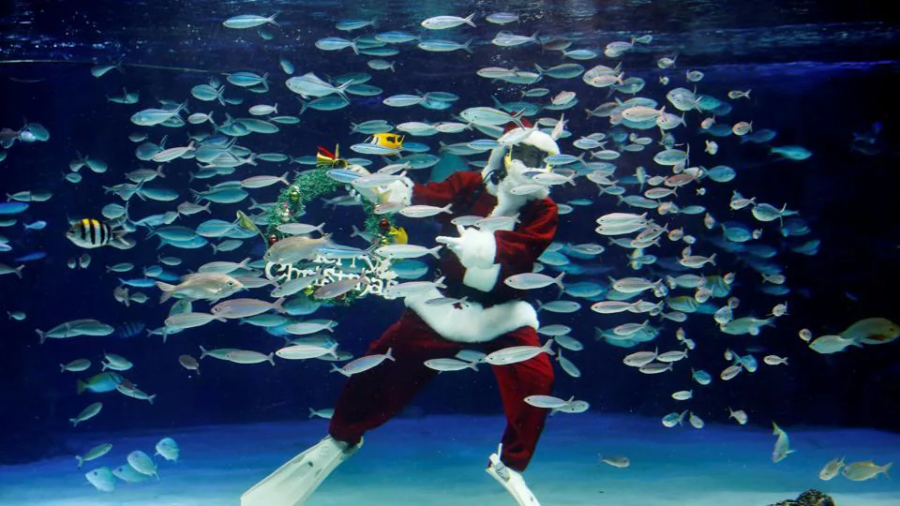 Reef Christmas